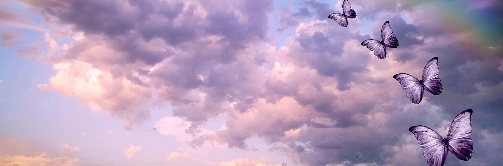 Photo of purple butterflies flying in a purple color sky with a rainbow in the background.