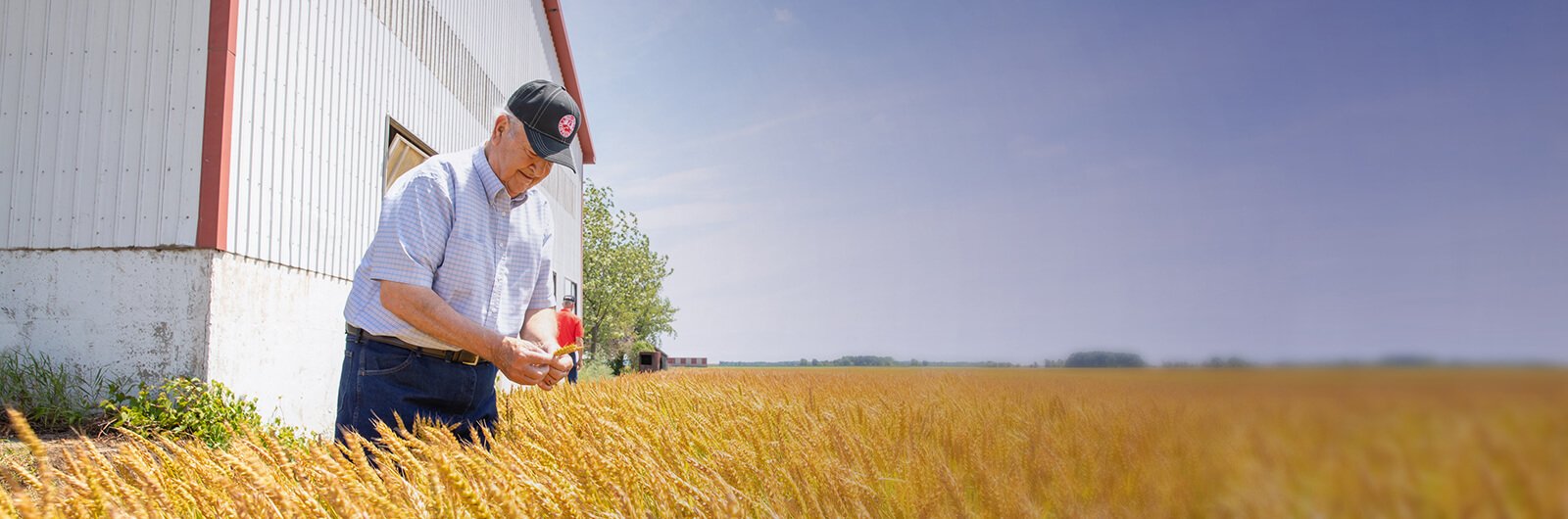 Photo of Sid Smith tending to his wheat field on his farm.