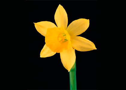 Daffodil