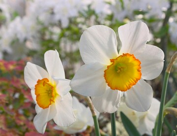 Daffodil