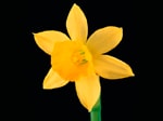 Daffodil