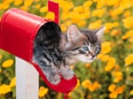 You've Got Mail (Cat)