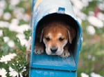 You've Got Mail (Dog)