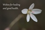 Healing Wishes