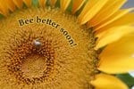 Bee Better Soon