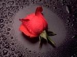 Raindrop Rose